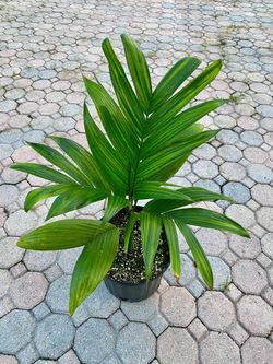 Areca dwarf catechu ( betel nut palm)