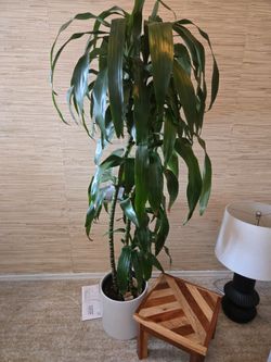 Indoor palm