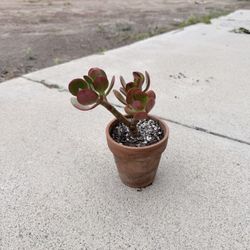 Jade Plant