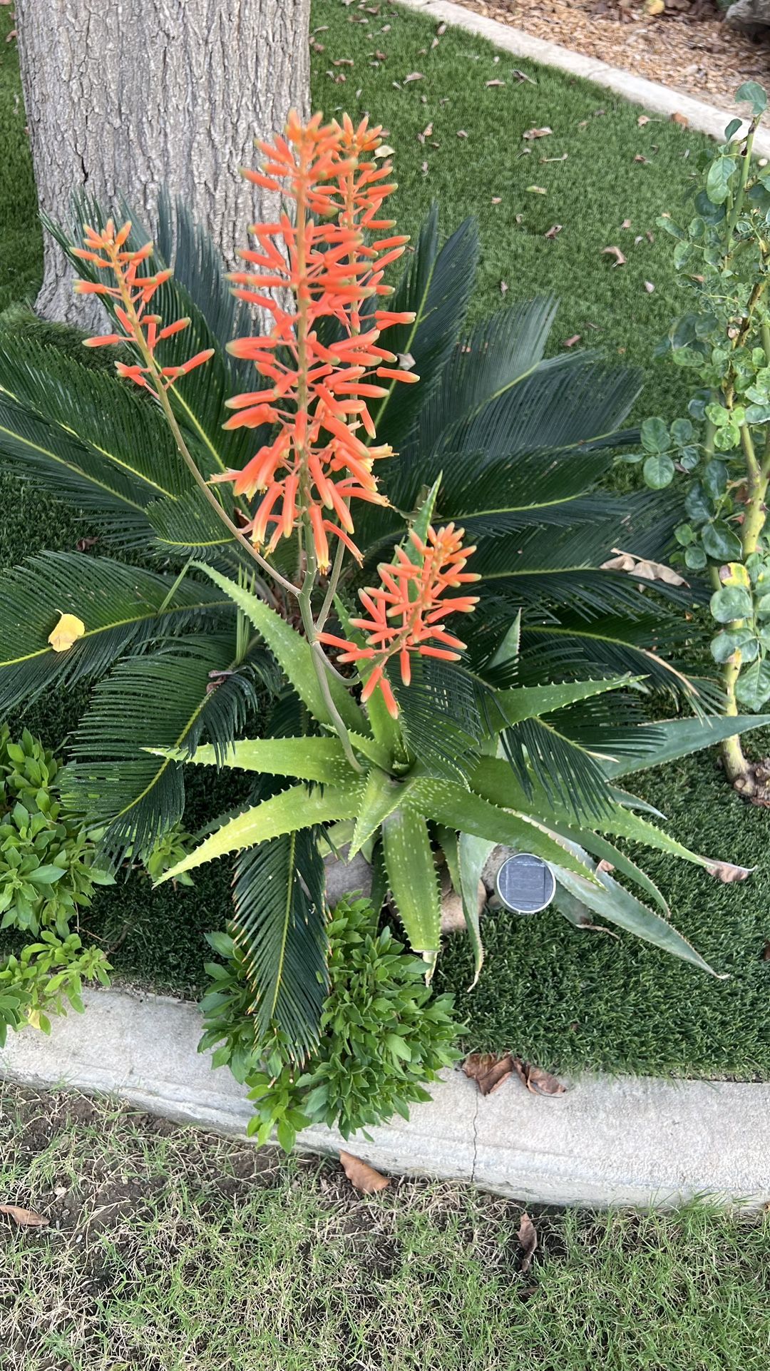 Succulents