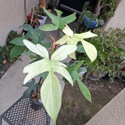 Philodendron Florida Ghost 👻 Plant $45