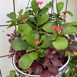 Beautiful Crown Of Thorns Red Flowers 
