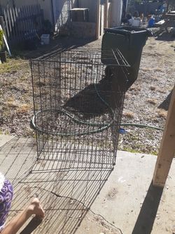 Dog Home.