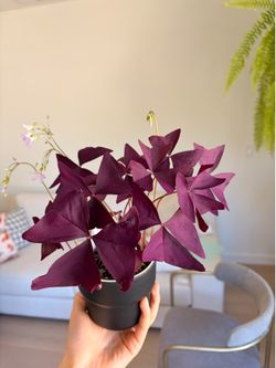 4 inches Oxalis