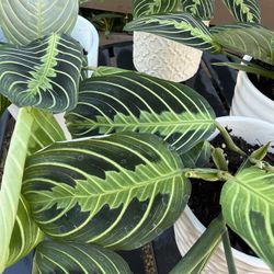Foliage Lime Prayer Plant Houseplant Live Plants in Decorative Pots Home Decor Garden - 10 each 