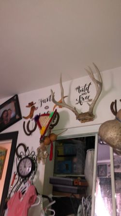 Deer Antlers