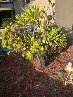 Patio wagon with Succulents Jade plant ( varies )