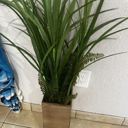 Plant 