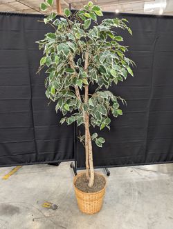 Lifelike Variegated Ficus Faux Tree in Woven Basket Planter