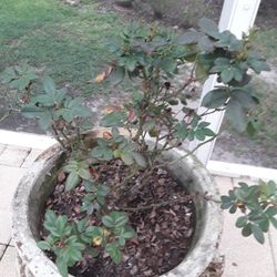 Huge MiniRed Rose In Abeautiful Huge Pot In Weeki Wachee Spring Hill