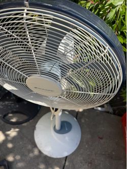 Fans
