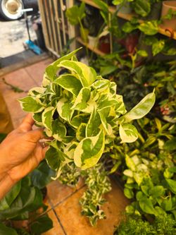 Pothos Njoy 4" pot
