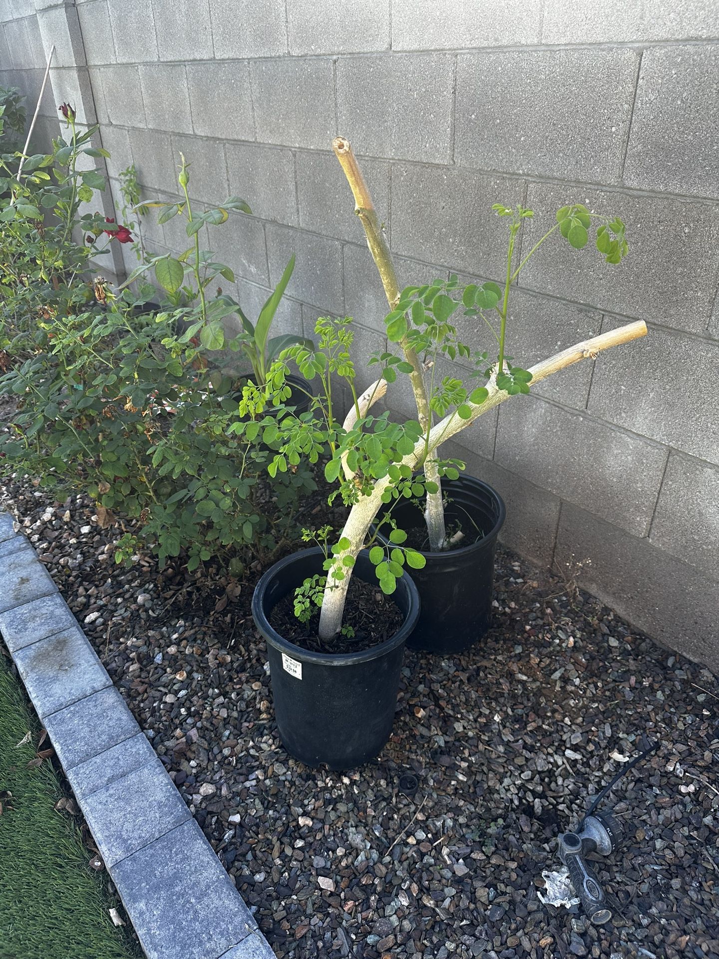 Moringa plant