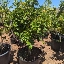 $275 Each Arizonagrown Citrus Trees 