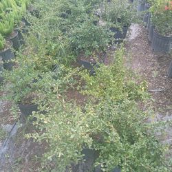 Serissa Hedges Huge Sale $6