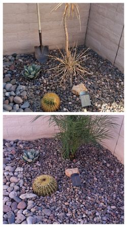 Clean up gardening