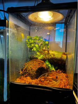 Tree frog enclosure
