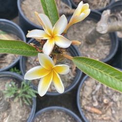 Plumaria