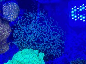 Fake Lemon Cello Hammer Colony