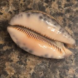 Cypraea Arabica Cowrie Seashell 60mm 2.35" Shell Mozambique Mauritia Eglantina