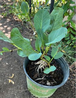 Planta del manso