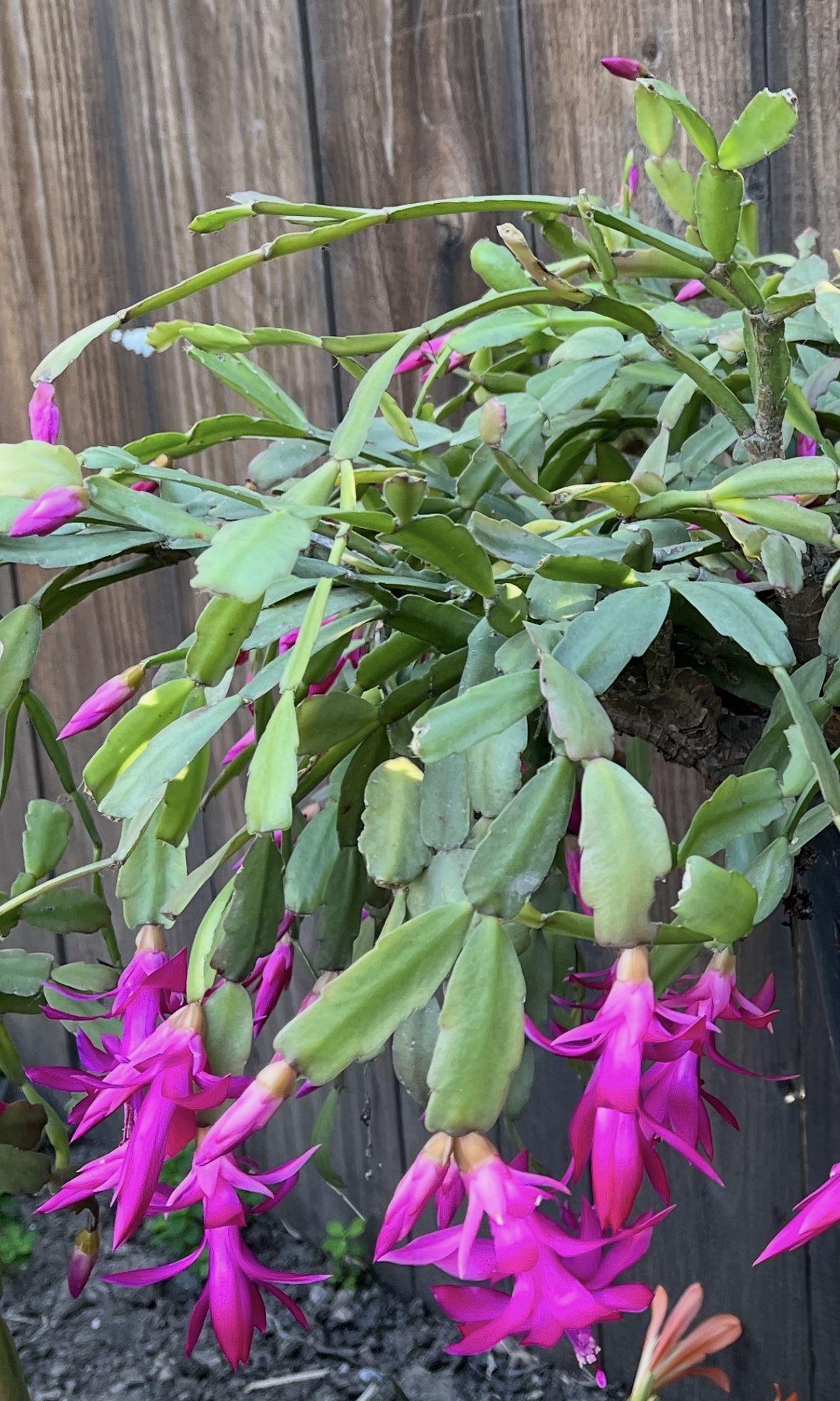 Christmas Cactus