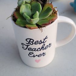 Teachers Gift Plant