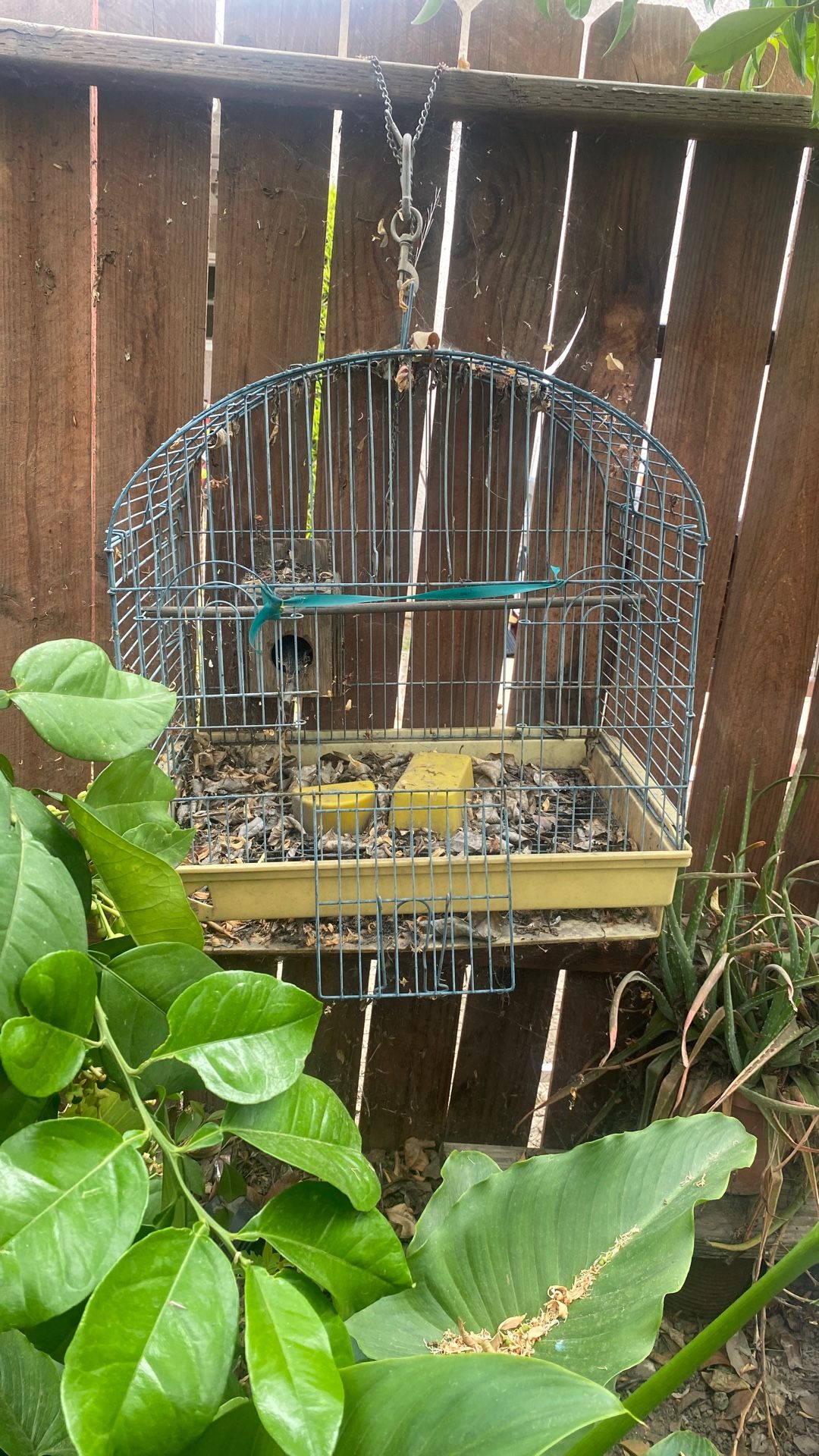Big Bird Cage