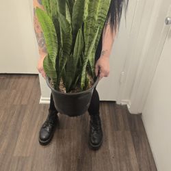 Xxl Sansevieria 