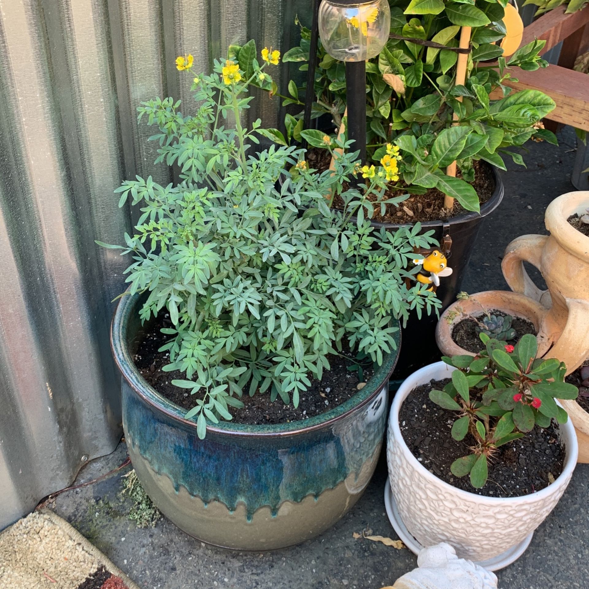 Ruda Planta / Incluyendo Maceta