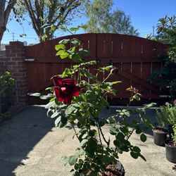 Dark Red Hybrid Tea Rose Plant With Strong Fragrant 