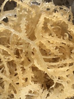 Sea Moss