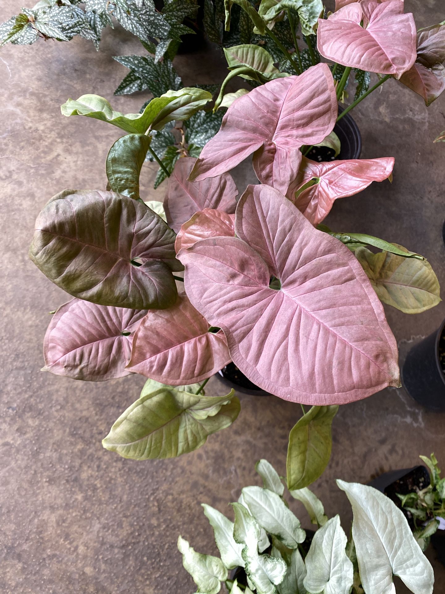 ✨ 6" Pot Neon Robusta | Syngonium✨