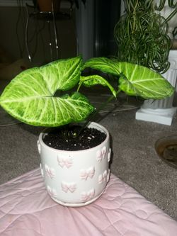 SYGONIUM Indoor Plant (Ceramic Pot Included)