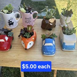 Mini Ceramic Planters with Live Succulents 