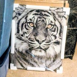 Large Tiger Face Tempered Glass Wall Hanging