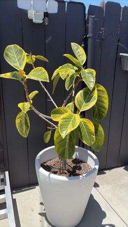 Plant and pot