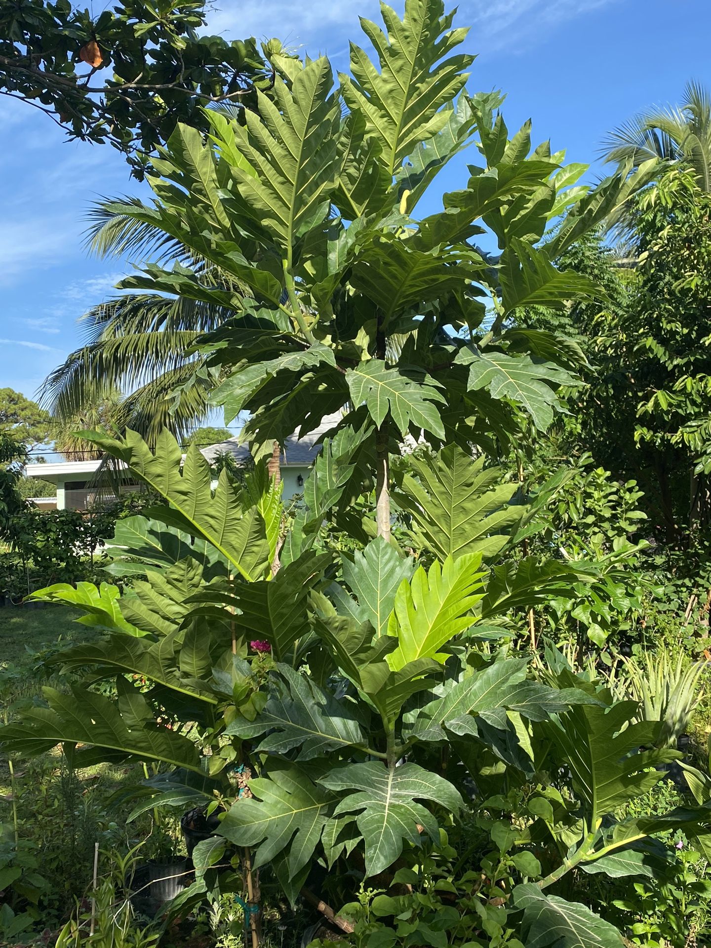 Potted BREADFRUIT TREES