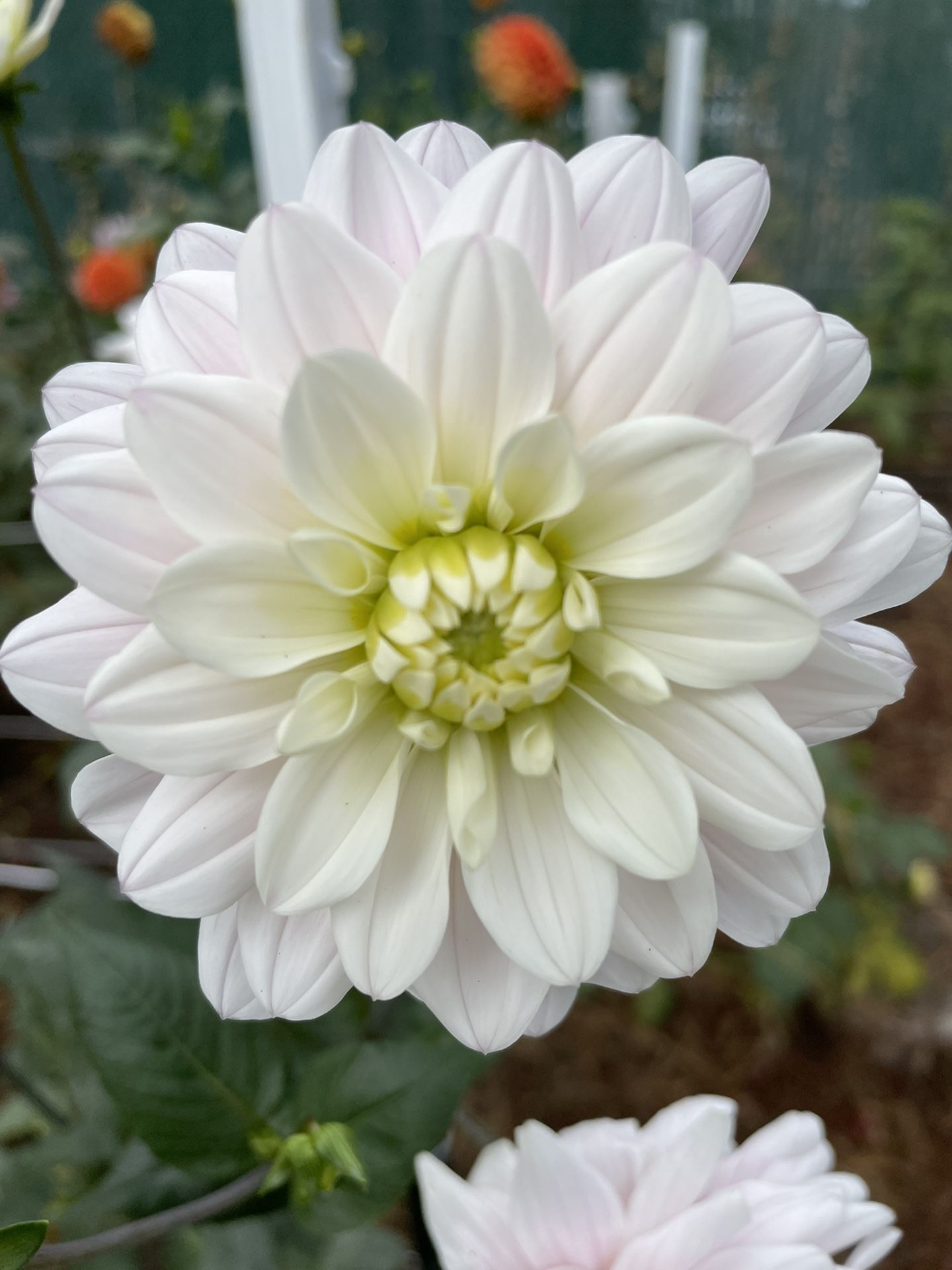 Wedding dahlias White, Blush And Pink Dahlias