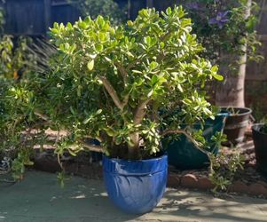 Large Jade Plant in Blue Ceramic Planter