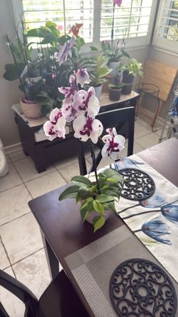 Beautiful Orchid with pothos plant