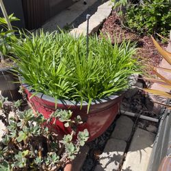 Large Pot Flower Bulbs 