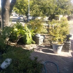 Blow Out Yard Sale  Indoor Outdoor Plants Furniture New And Old Items Etc 7900 Patton Avenue.Citrus Heights.Ca.