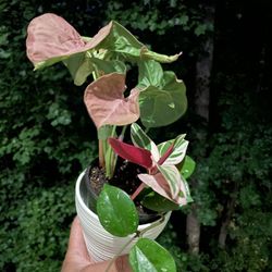 Combination Planter | Stromanthe Triostar | Neon (Pink) Syngonium | Flowering “Freckles Splash” Hoya Carnosa