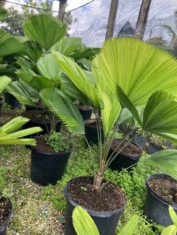 Licuala Plants 