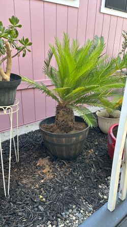 Sago palms