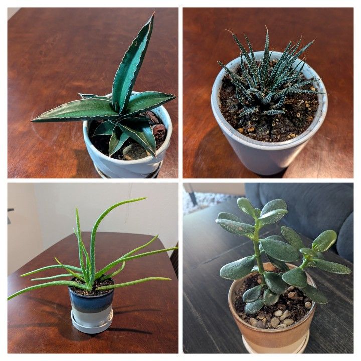 Plant Sale!!!- 4 Very Healthy Succulents- Samurai Dwarf Snake Plant, Zebra Haworthia, Aloe Vera And Lucky Jade