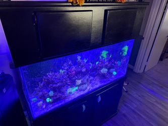 80 gallon saltwater setup