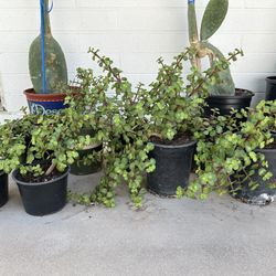Very Healthy Succulent Elephant Food Bush And Slipper Plant Plants In 1 Gallon Pots Planters