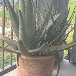 Large Aloe Vera 